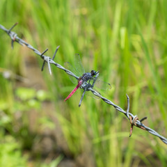 Dragonfly on barbed wire