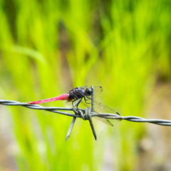 Dragonfly on barbed wire