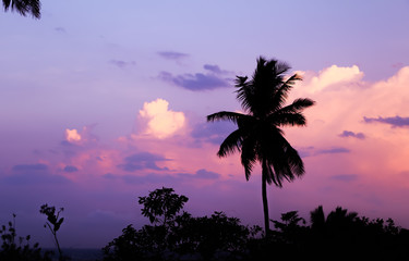 Fototapeta na wymiar Sonnenuntergangm mit Palmen, Sri Lanka