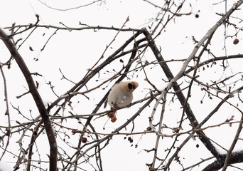 Curious waxwing on a branch with dry apple.