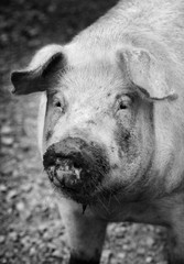 portrait of a pet pig on a farm