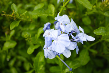 Beautiful wild blue flowers in group, Ceratostigma plumbaginoides.