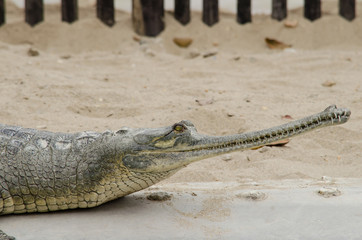 crocodile are semiaquatic and tend to congregate in freshwater h