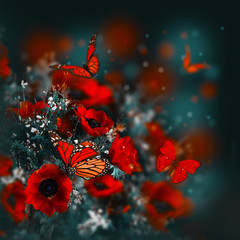 Obraz premium Pole maków i zielona trawa i motyl