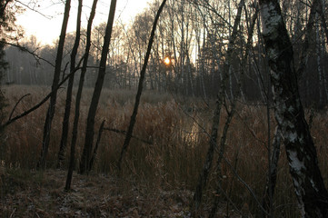 Wildnis in der Lausitz