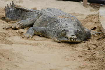 crocodile are semiaquatic and tend to congregate in freshwater h