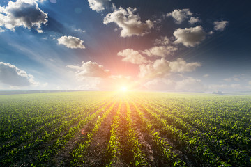 Green Field © Ruslan Ivantsov