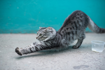 Cat stretching after meal