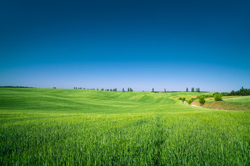 Green Field