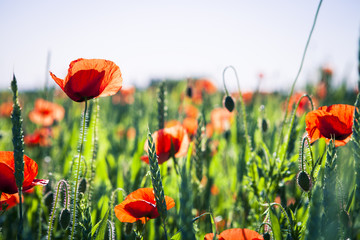 Obraz premium Green Field