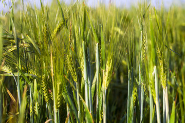Obraz premium Green Field
