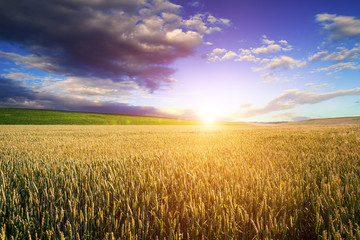 Naklejka premium Green Field