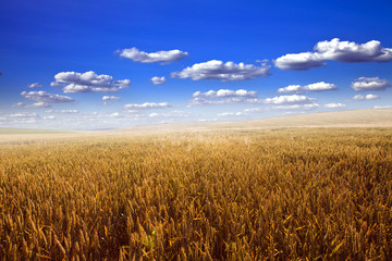 Naklejka premium Green Field