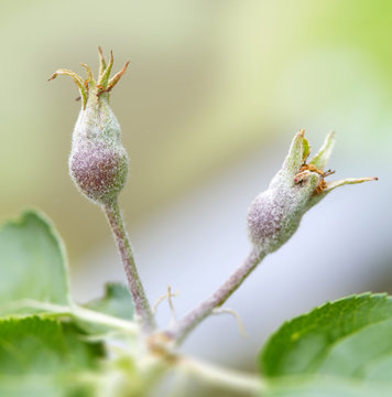 Two appleflower bud growing on a apple tree with bright sunlight