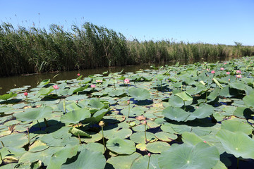 Landscape of plantation Indian lotus