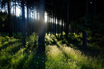 Daylight in the forest 