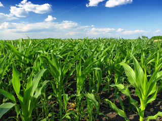 corn field