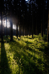 Daylight in the forest