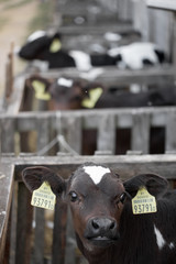 portrait of a young calf