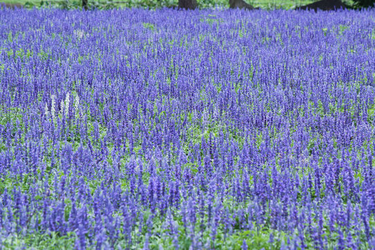 Blue Salvia Field
