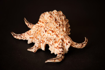 Obraz premium seashell 