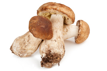 three porcini mushrooms isolated on white background