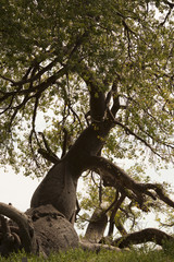 baobab