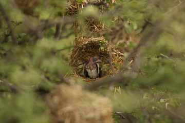 nest