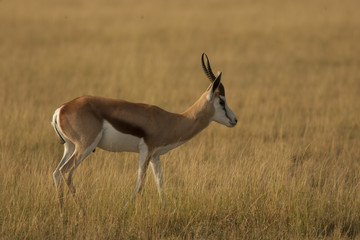 impala