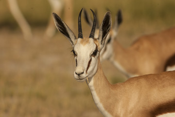 springbok
