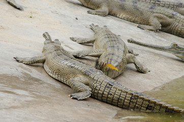 crocodile are semiaquatic and tend to congregate in freshwater h