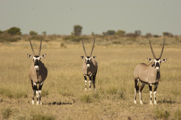 oryx