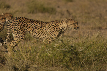 cheetah