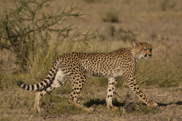 Fototapeta na wymiar cheetah