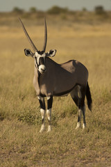 Naklejka na ściany i meble oryx
