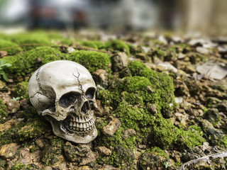 skull or skeleton of human photography