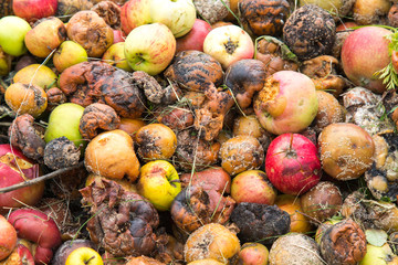 Close-up of very rotten green, yellow and red apples