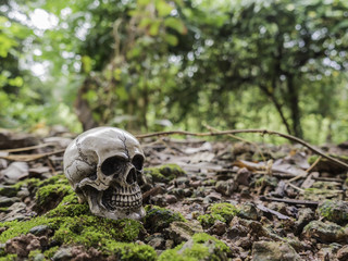skull or skeleton of human photography