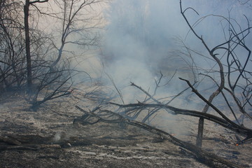 Burnt forest in the dense smoke
