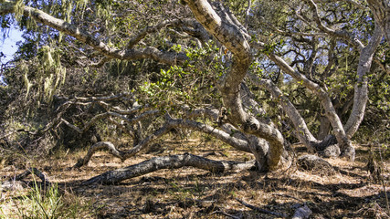 Oak Tree Shadows