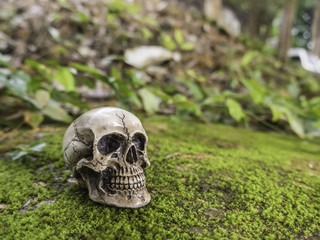 skull or skeleton of human photography