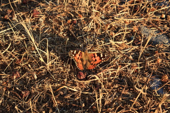 butterfly