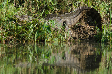 crocodile are semiaquatic and tend to congregate in freshwater h