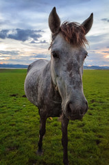 Obraz na płótnie Canvas Horse on the field grass with sunset,Head shot