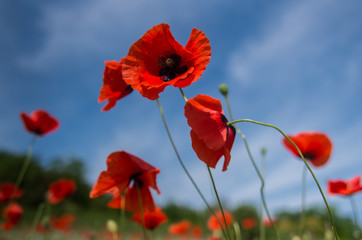 Poppies on blue sky