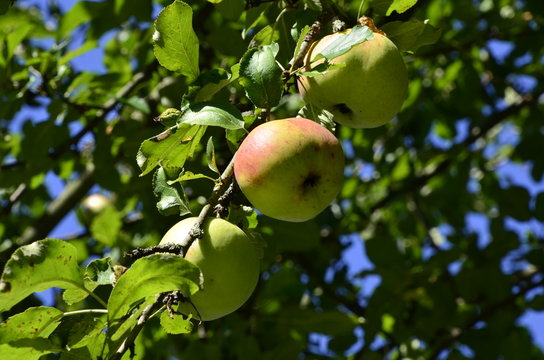 Herbstfr&uuml;chte - Apfelernte