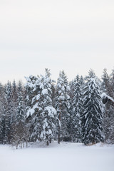 Snow covered forest and field