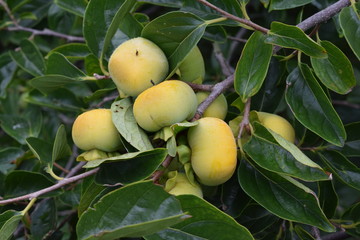 色づいてきた庄内柿／山形県の庄内地方で、種がなく美味しいことで有名な庄内柿の風景を撮影した写真です。色づいてきた柿の実で、収穫が近い柿です。