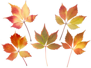 Fototapeta premium Set of five fall leaves isolated on white