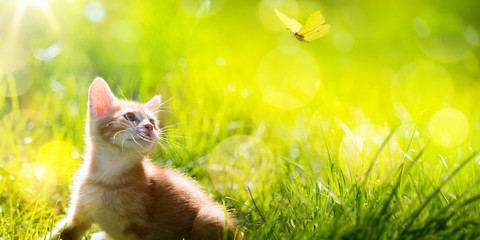Art  little kitten  hunting a butterfly © Konstiantyn